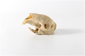 Image description is not available for 2015.4.12